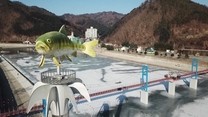 화천 산천어 축제 '취소'...갈 곳 잃은 산천어 30만 마리 / YTN