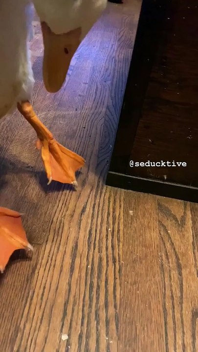 Casser trois pattes à un canard