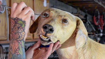 How a taxidermist restores a damaged dog