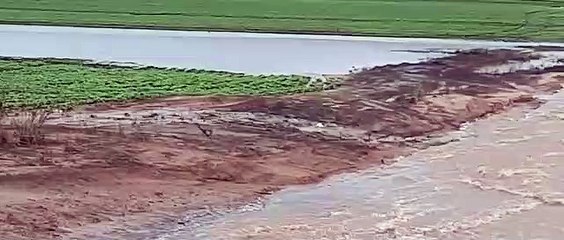 Soja debaixo d'água no Oeste da Bahia