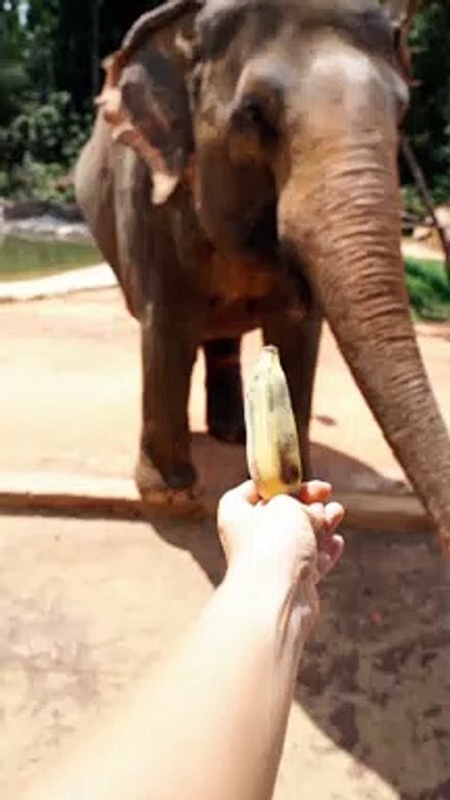 Hear what this elephant has to say about its feeder | pets | pet animals | wildlife | pets videos