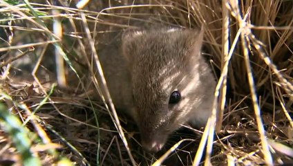 Canberra to introduce apex predator on outskirts of city