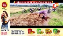 Cyclone Jawad| Untimely Rain Damages Acres Of Paddy Crop In Ganjam And Gajapati