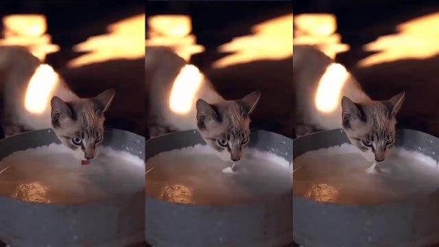 Cat Dinner Time | Funny Cats | Cute Cats | AR Studio