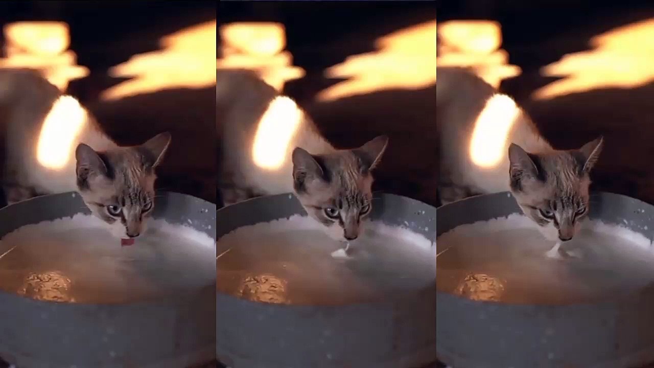 Cat Dinner Time | Funny Cats | Cute Cats | AR Studio