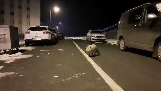 Doğu Anadolu'da dondurucu soğuklar - Şehir merkezinde yiyecek arayan tilki
