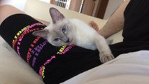Russian Blue Cat Cute , NEKO seems to like human thighs (220 days since birth) Part02