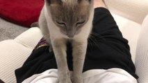 Russian Blue Cat Cute , we got the finest massage by NEKO (660 days since birth) Part12