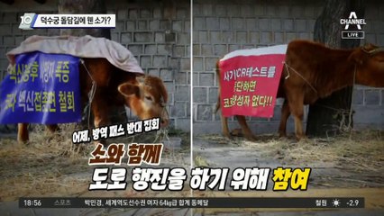 덕수궁 돌담길에 웬 소가?