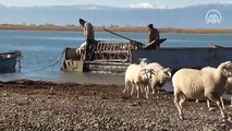 Yazı adada geçiren koyunlar salla kırsal mahalleye getirildi