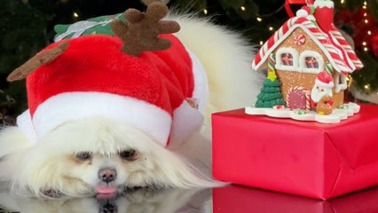 7 Tipps: So wird auch für Hunde und Katzen Weihnachten sicher