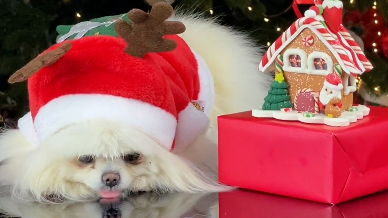 7 Tipps: So wird auch für Hunde und Katzen Weihnachten sicher