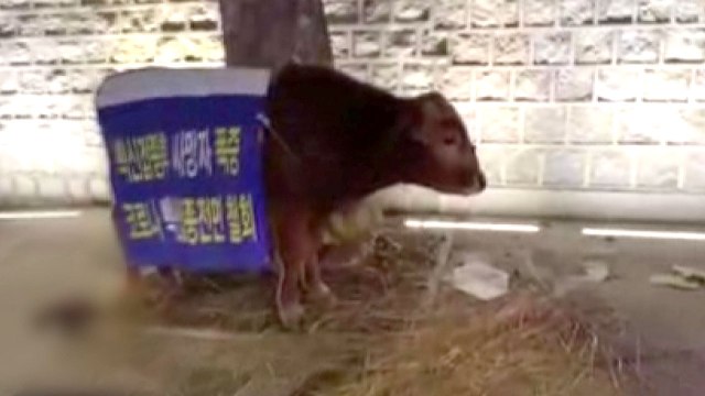 덕수궁 돌담길에 소 두 마리 두고 떠난 주인...경찰, 내사 착수 / YTN