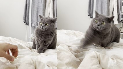 'Competitive cat won't stop play-fighting until she gets to land the final blow '