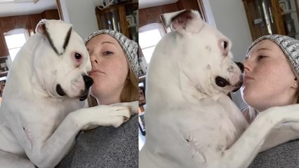 ''Personal Space? Never heard of her' Clingy dog's cute attention-grabbing tactic caught on camera '