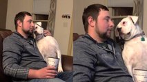 'Clingy Boxer dog just wants her hooman's attention... all day and every day! '