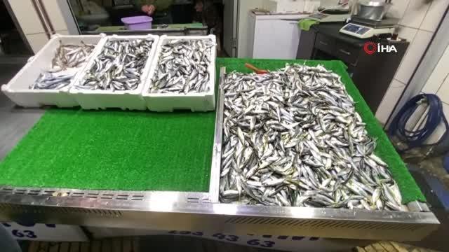 Hamsi ve palamudun yerini istavrit aldı; kilosu 25 liradan alıcı buldu