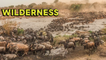 'SPECTACULAR footage of countless Wildebeest swarming into the water during River Crossing Season'