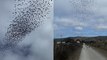 'Hundreds of Blackbirds blanket the sky and create stunning murmurations'