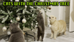 'Excited cat tries to eat the Christmas tree '