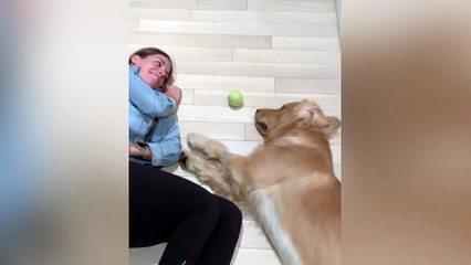 Watch this dog and his owner play a very lazy game of fetch
