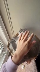 Fat Cat | Funny Cats | Cute Cats | AR Studio