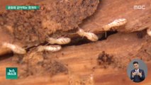 흰개미에 풍수해까지‥문화재 위협하는 기후변화