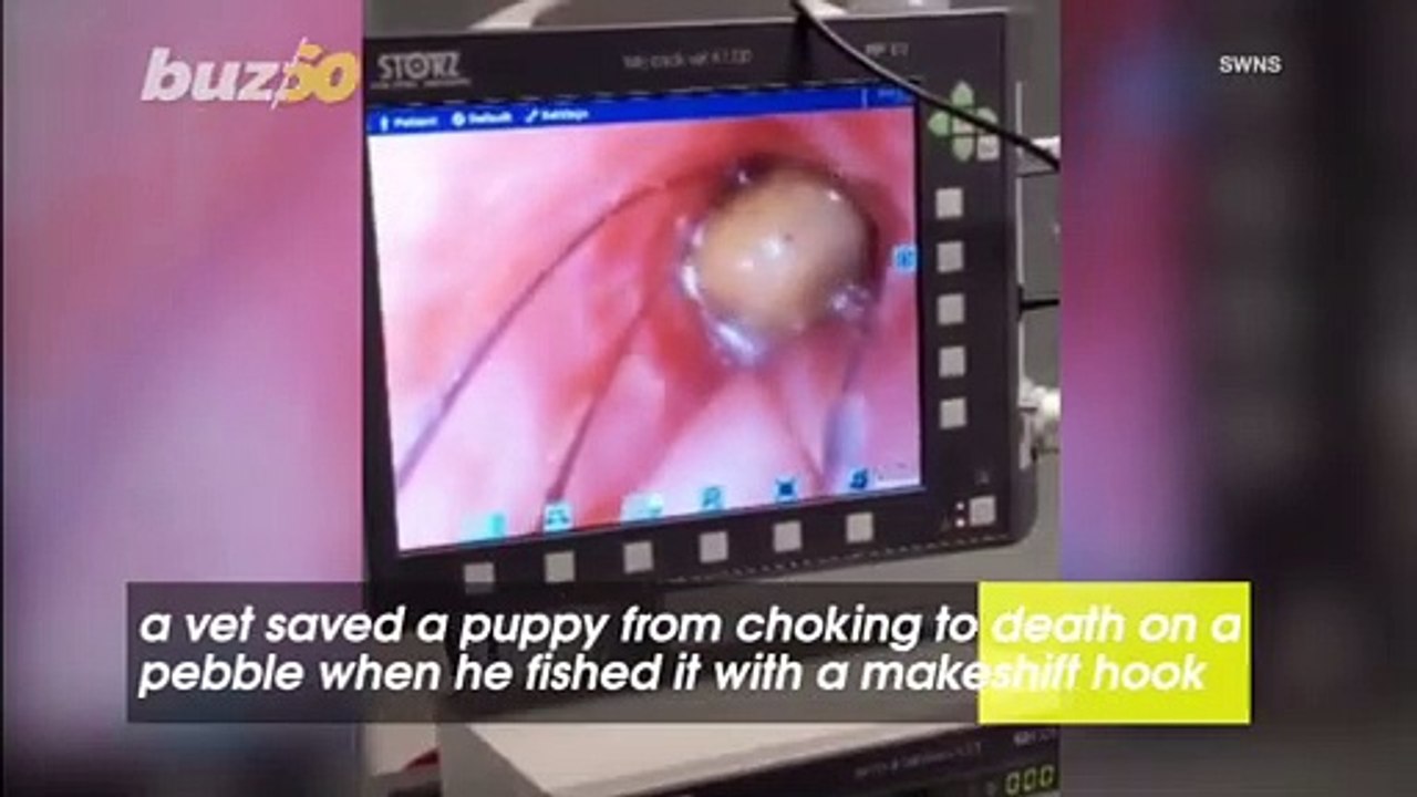 Vet Saves Puppy From Choking Using a Makeshift Hook To Fish a Pebble Out of Her Windpipe