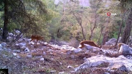 Yaban hayatı fotokapanlara yansıdı