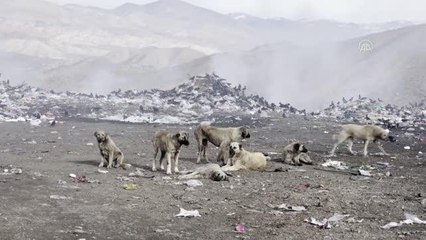 Üniversite öğrencileri sokak hayvanlarına yem verdi