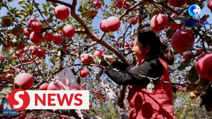 ‘Space apples’ in the limelight after China’s space mission