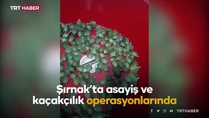 Sınır kapısında bin yavru su kaplumbağası ele geçti