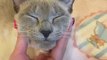 Russian Blue Cat Cute , NEKO seems cheerful (719 days since birth) Part04