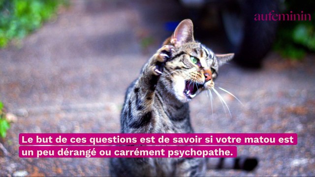 Votre chat planifie-t-il de vous tuer ? La science répond