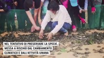 Un milione di tartarughe rilasciate tra Bolivia e Brasile: 