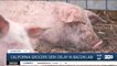California grocers seek delay in pork products law
