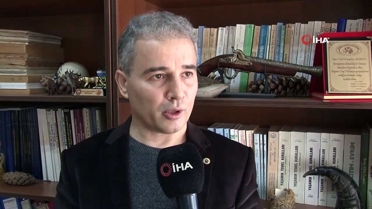 Anadolu Parsı ilk kez bu kadar net görüntülendi: Anadolu Parsı ilk kez bu kadar net görüntülendi