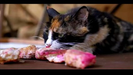 Cat Dinner Time | Funny Cats | Cute Cats | AR Studio