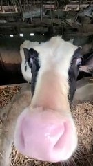 Cute Cow Tries to Lick Camera