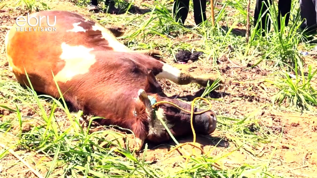 Mtu Mmoja Agongwa Na Kufariki Na Fahali Katika Pigano La Mafahali