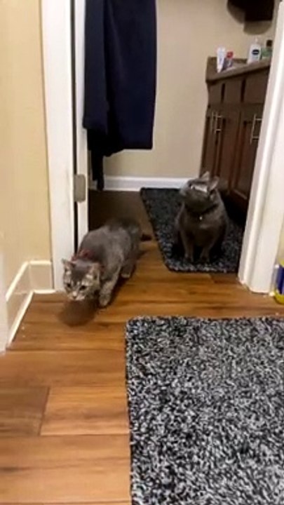 Two Cats Take Shelter from Tornado in Bathroom