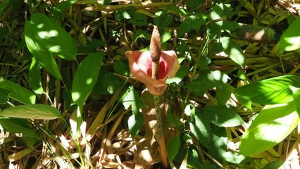 3 bienfaits du Konjac, cette plante coupe-faim qui nous aide à perdre du poids