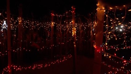 Maryland farm dazzles thousands with holiday corn maze