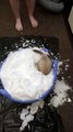 Pet Ferret Plays in Bucket of Snow