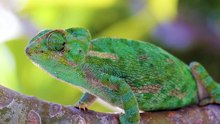 Wild Animals Collection in 8K ULTRA HD  tv
