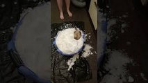 Pet Ferret Plays in Bucket of Snow