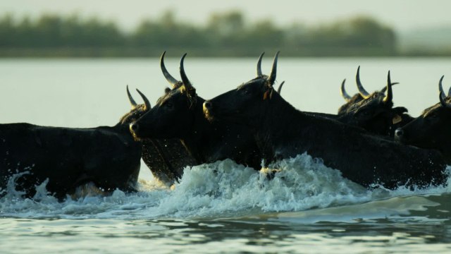 VOICI - Intervilles sans vachettes : l’éleveur historique de l’émission accuse Nagui de mentir