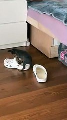 Tiny Dog Curls Up Inside Croc