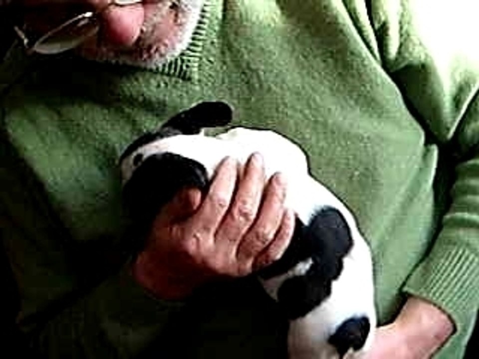 bouledogue francais