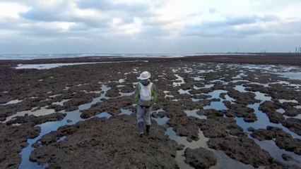 Major Taiwan reef at risk of being developed into gas terminal